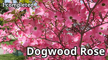 dogwood-rose.png
