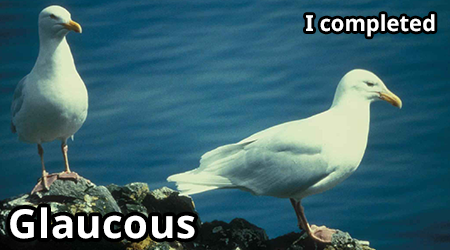 glaucous.png