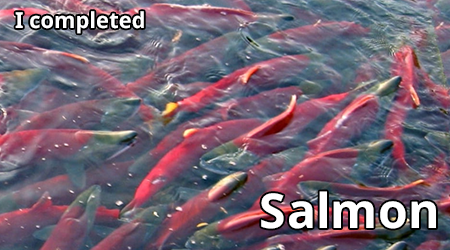 salmon.png