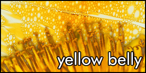 yellow belly