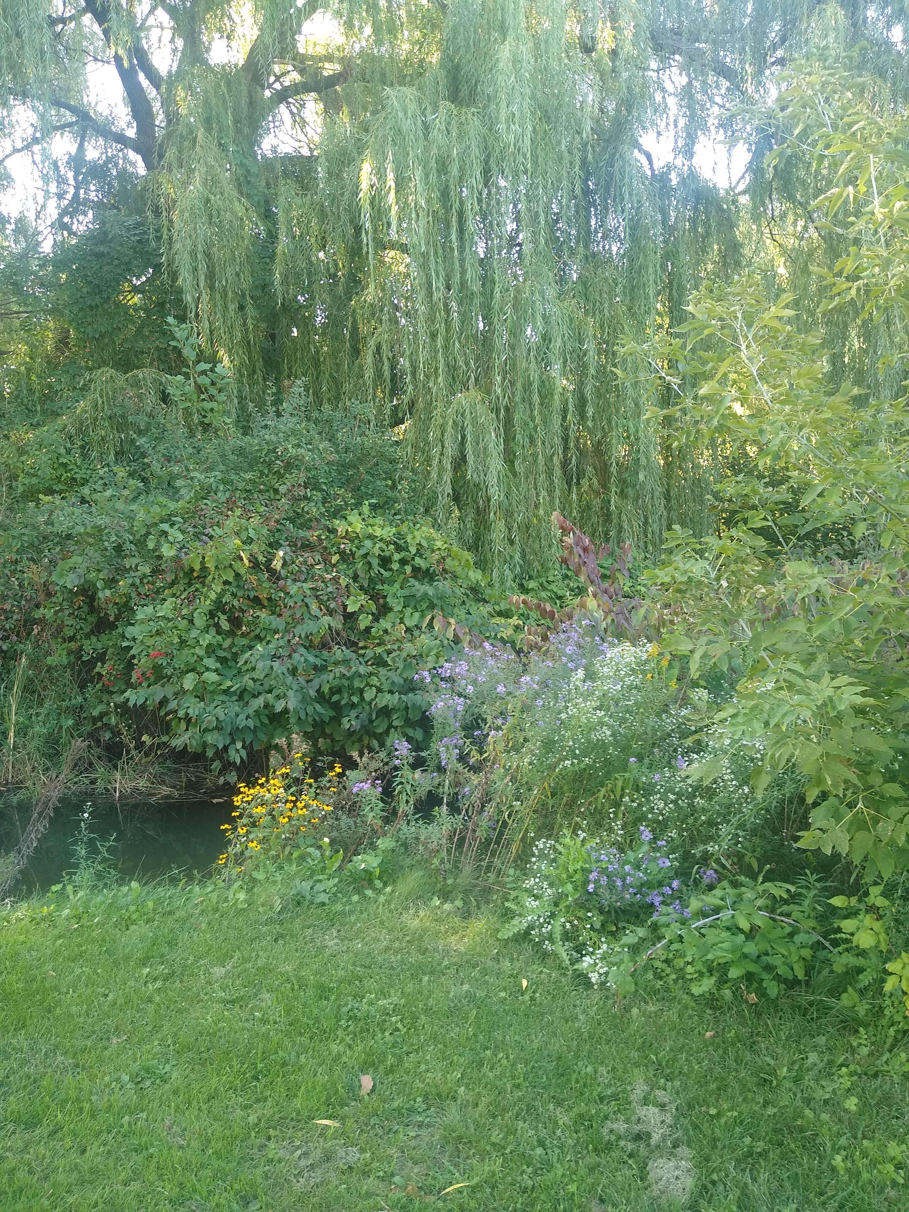 A photo of various plants growing near a stream, the most notable one being a large weeping willow.