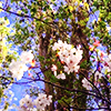 a tree with branches covered in flowers