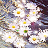 many daisies floating in sparkling ocean water