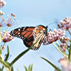 a butterfly on a flower branch