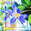 photo of flowers with player buttons and a seeker bar on top