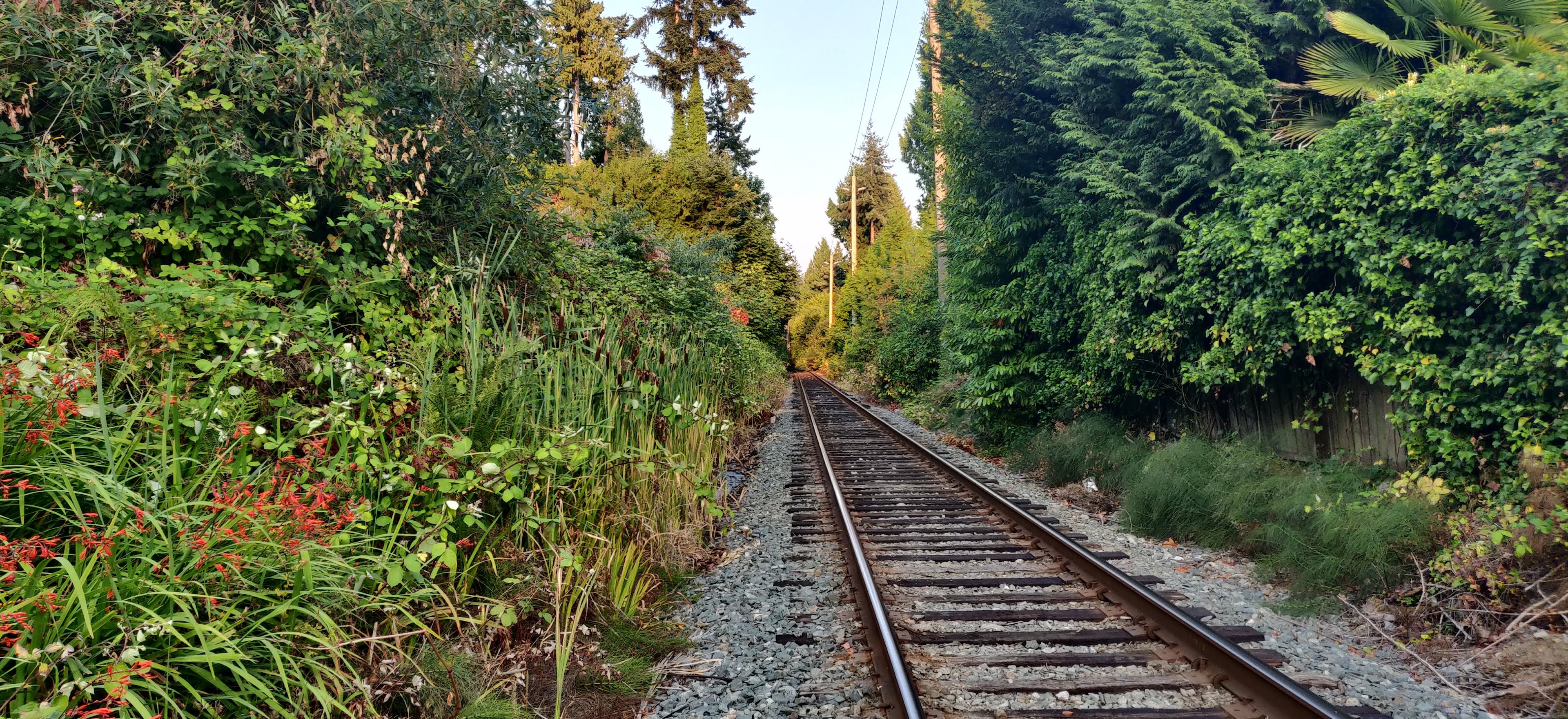 railroad surrounded by vegetation
