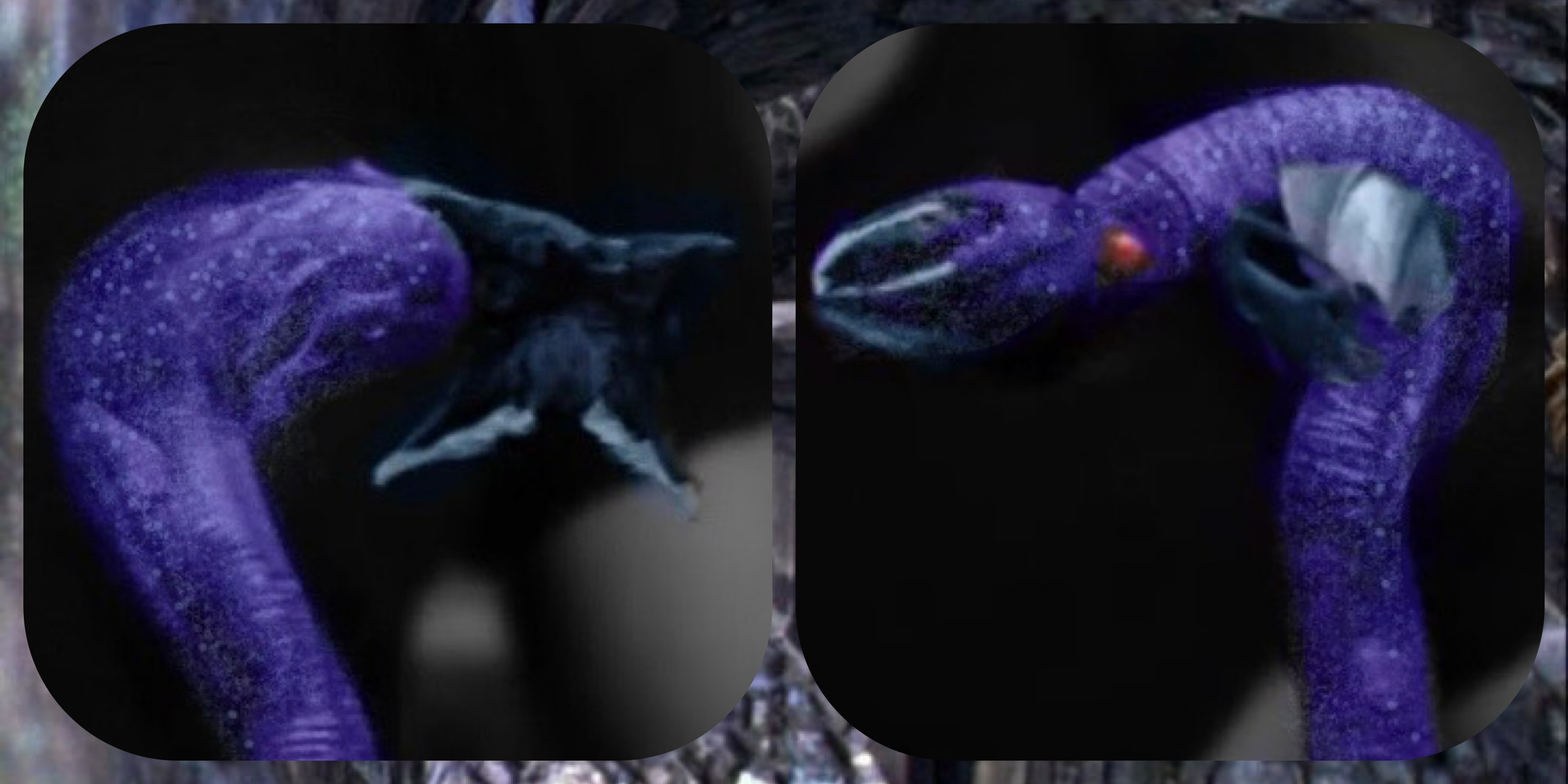 Two images of a purple symbiote.
