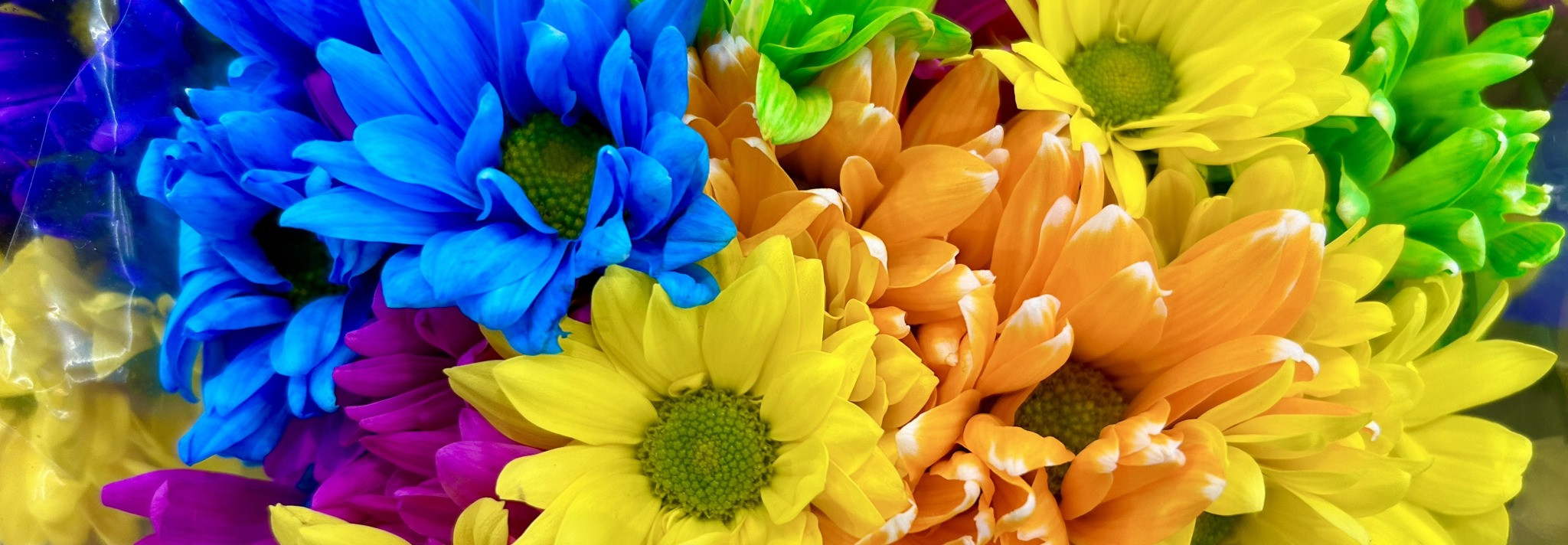 Banner of rainbow flowers.