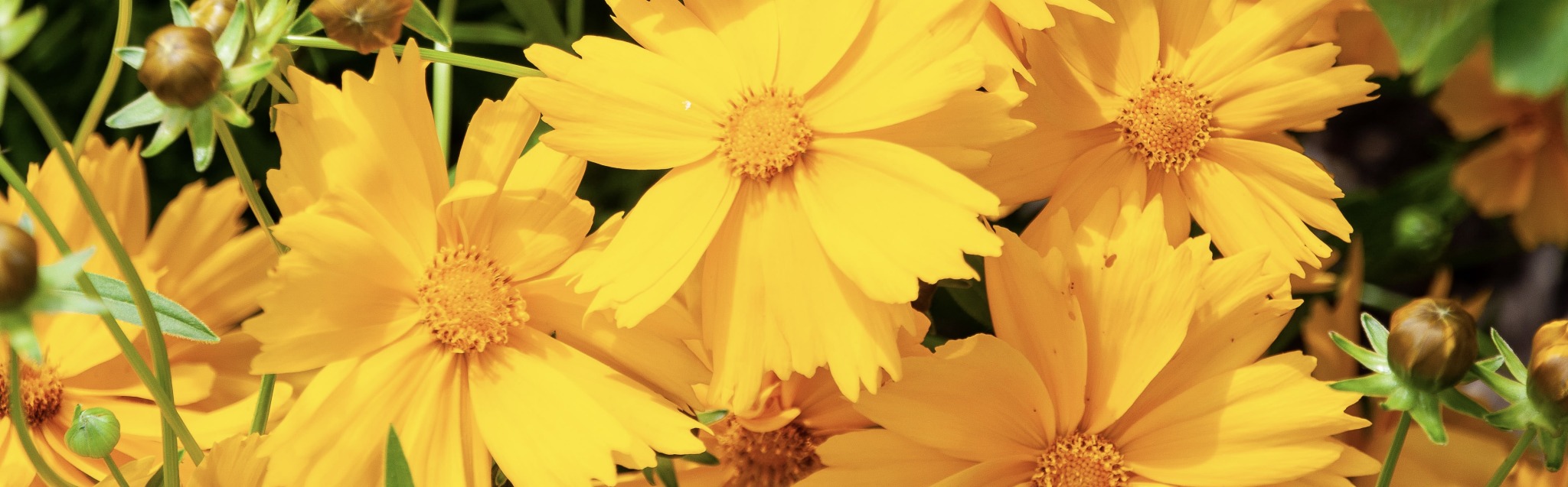 banner of yellow flowers