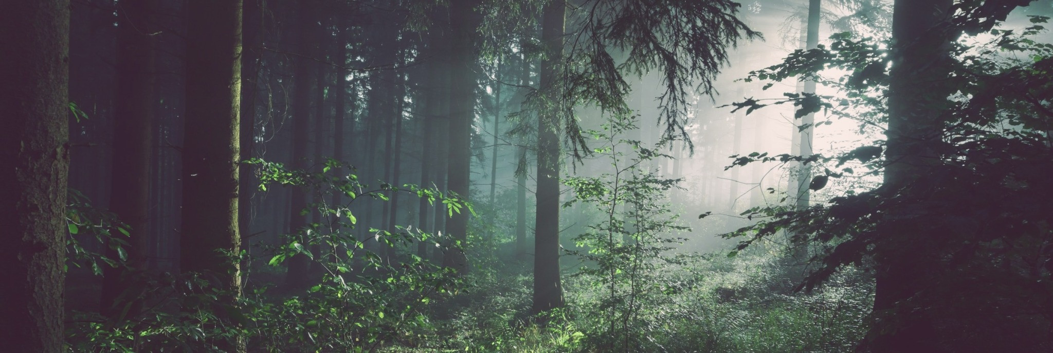 banner of dark forest