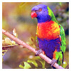 rainbow-colored parrot