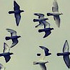 flock of birds flying in the sky seen from below