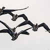 flock of birds flying in the sky seen from rear