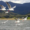 flock of seagulls flying above water