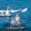 swans fluttering wings on water