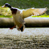 goose landing on water