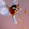 hummingbird fluttering near flowers