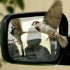 hummingbird fluttering near rearview mirror
