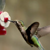 hummingbird fluttering near fake flower