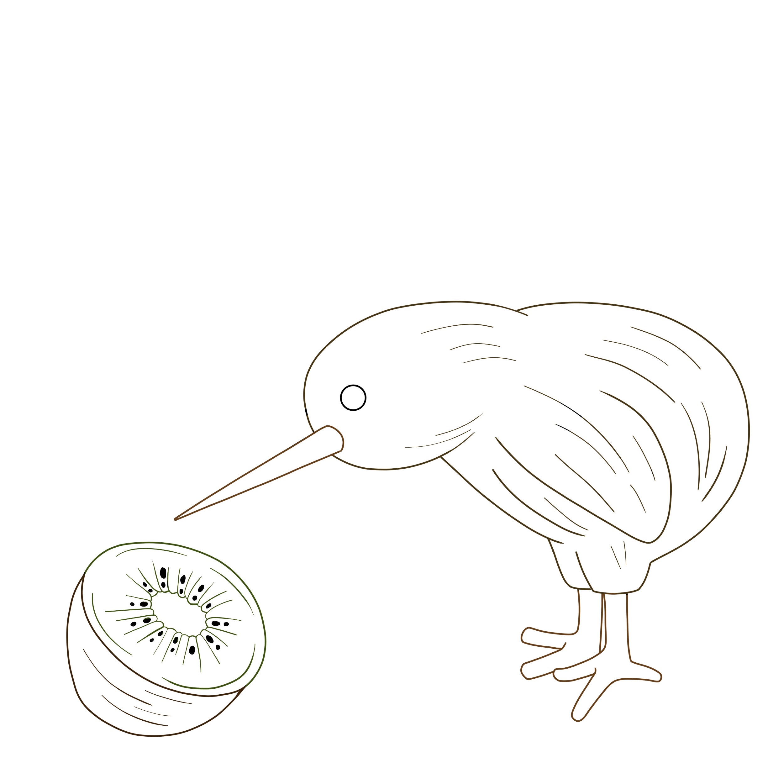 A drawing showing a kiwi bird looking at the fruit with the same name. Line Art.