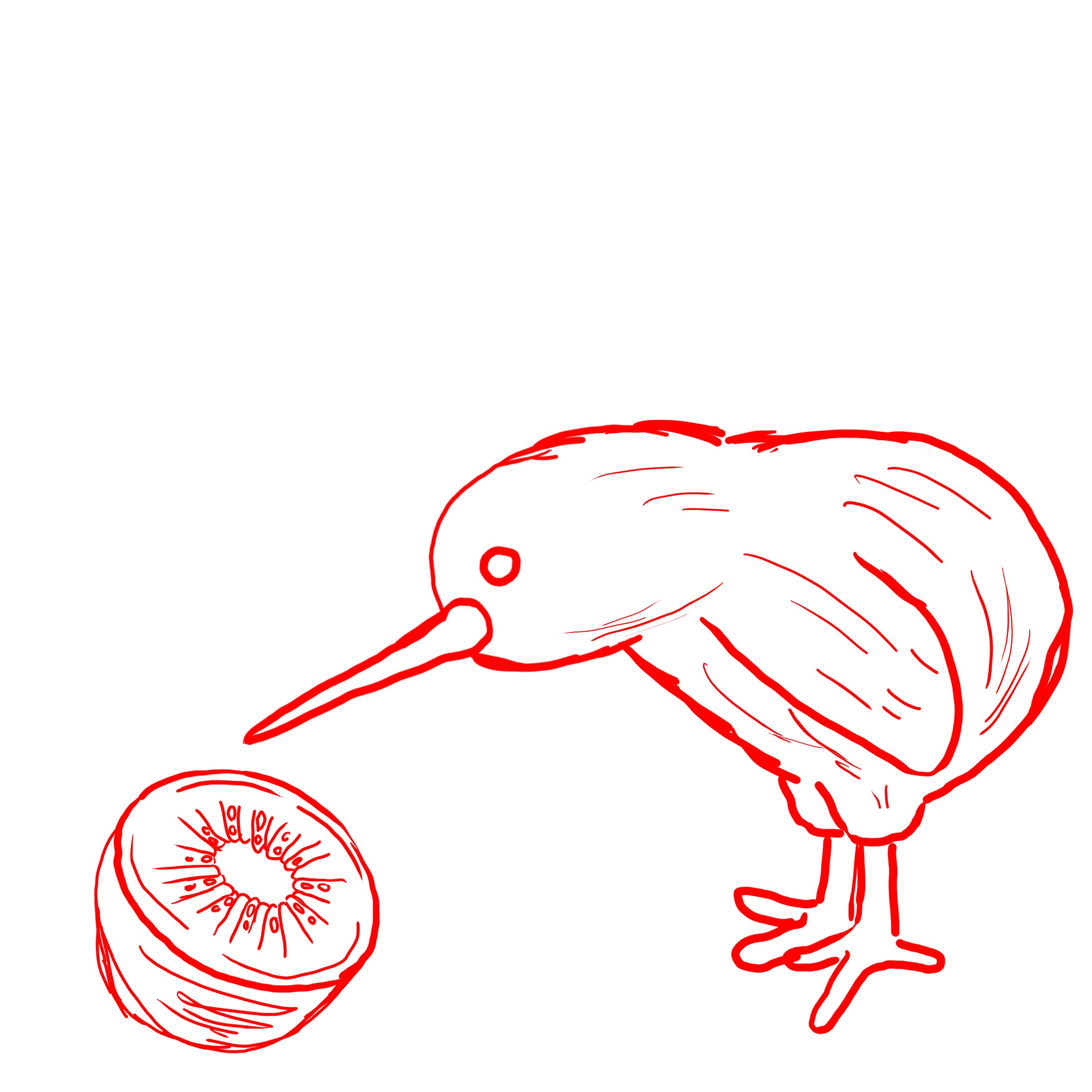 A drawing showing a kiwi bird looking at the fruit with the same name. Sketch.