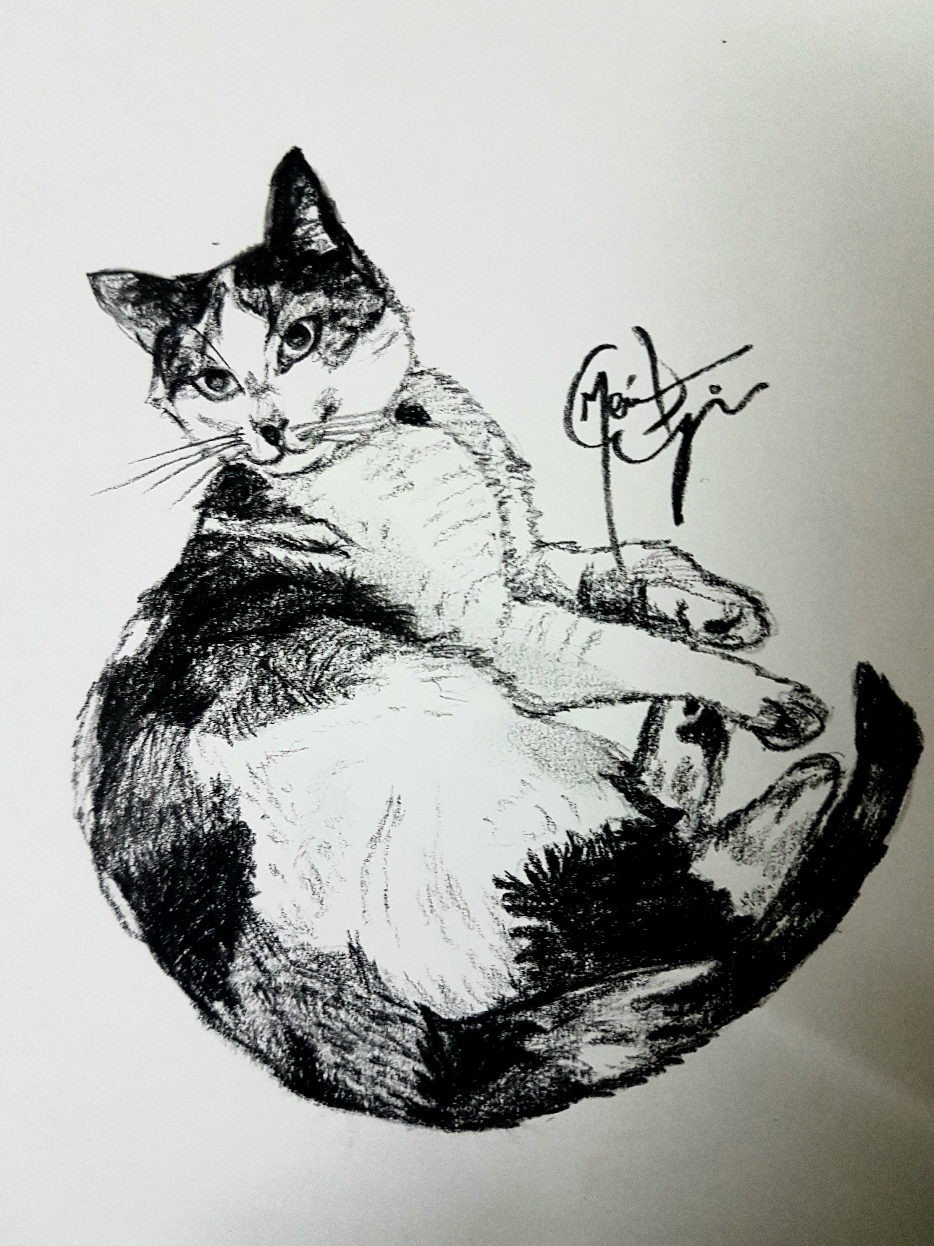 Lana calico cat charcoal drawing