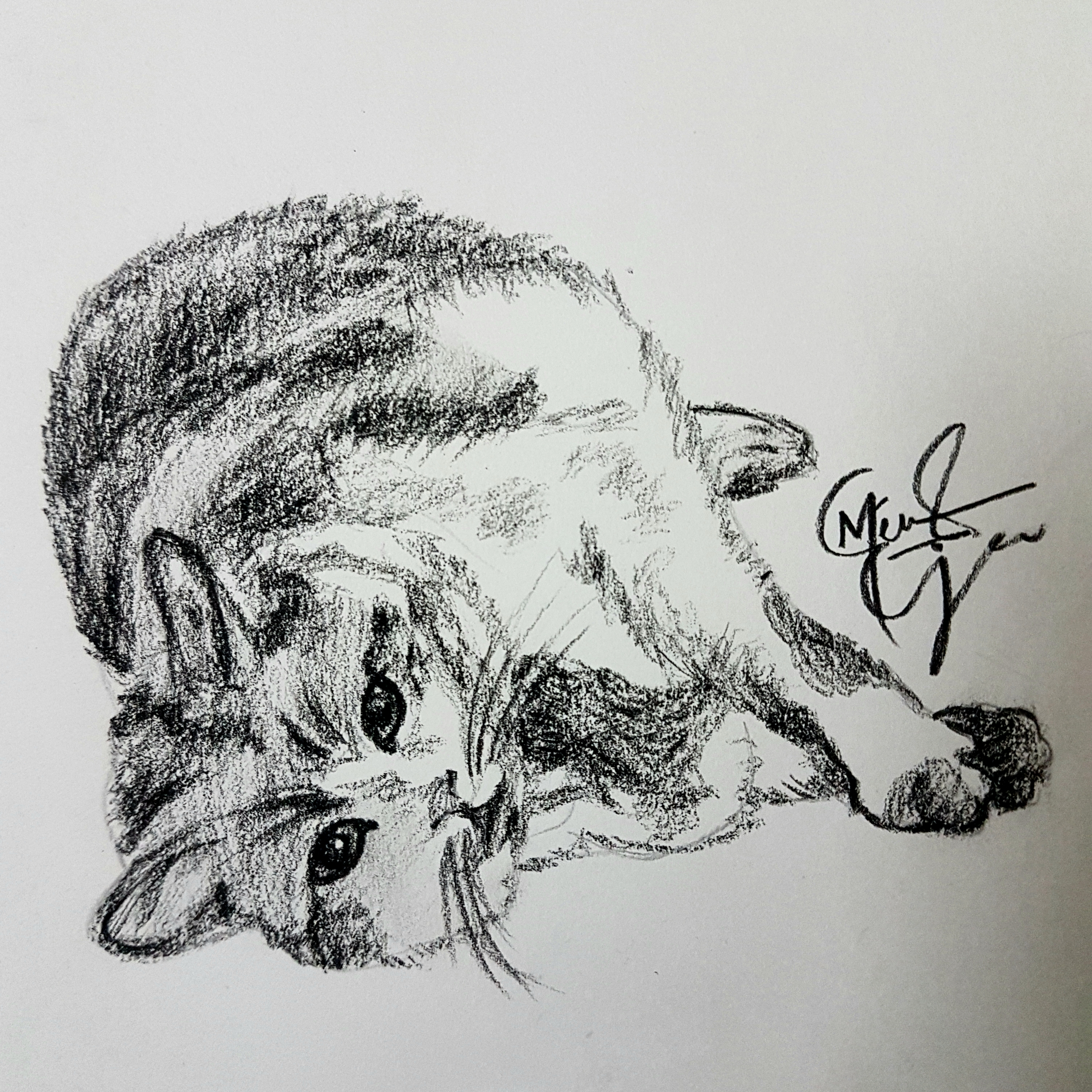 Mio tabby cat charcoal drawing