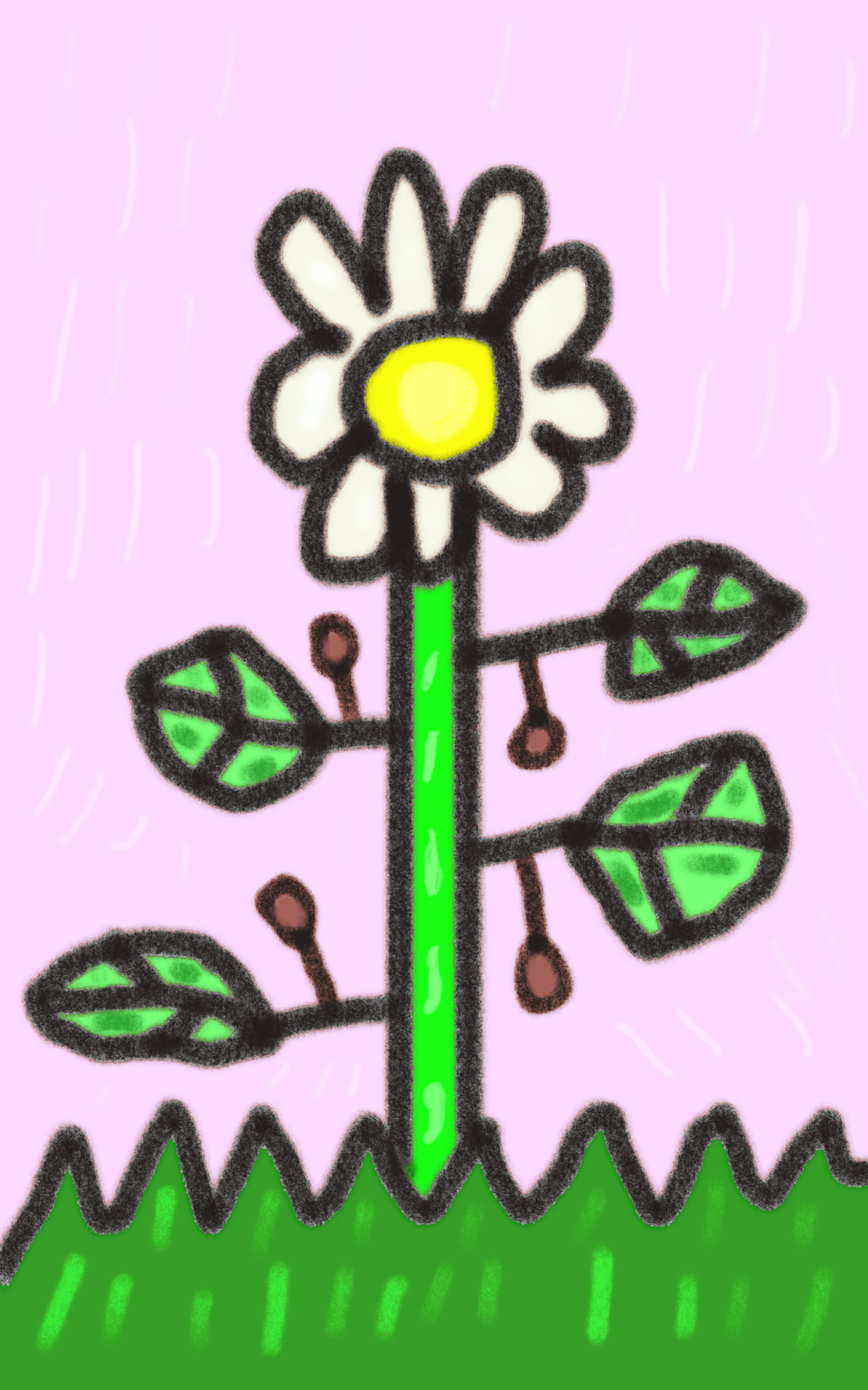 daisy (flower) in full color