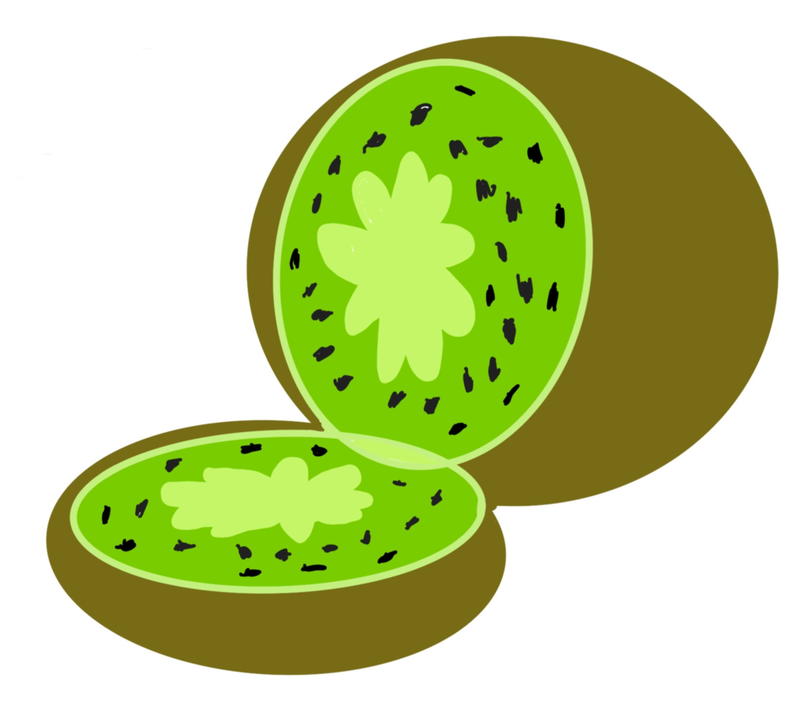 A kiwi (the fruit, not the bird). A traced drawing.