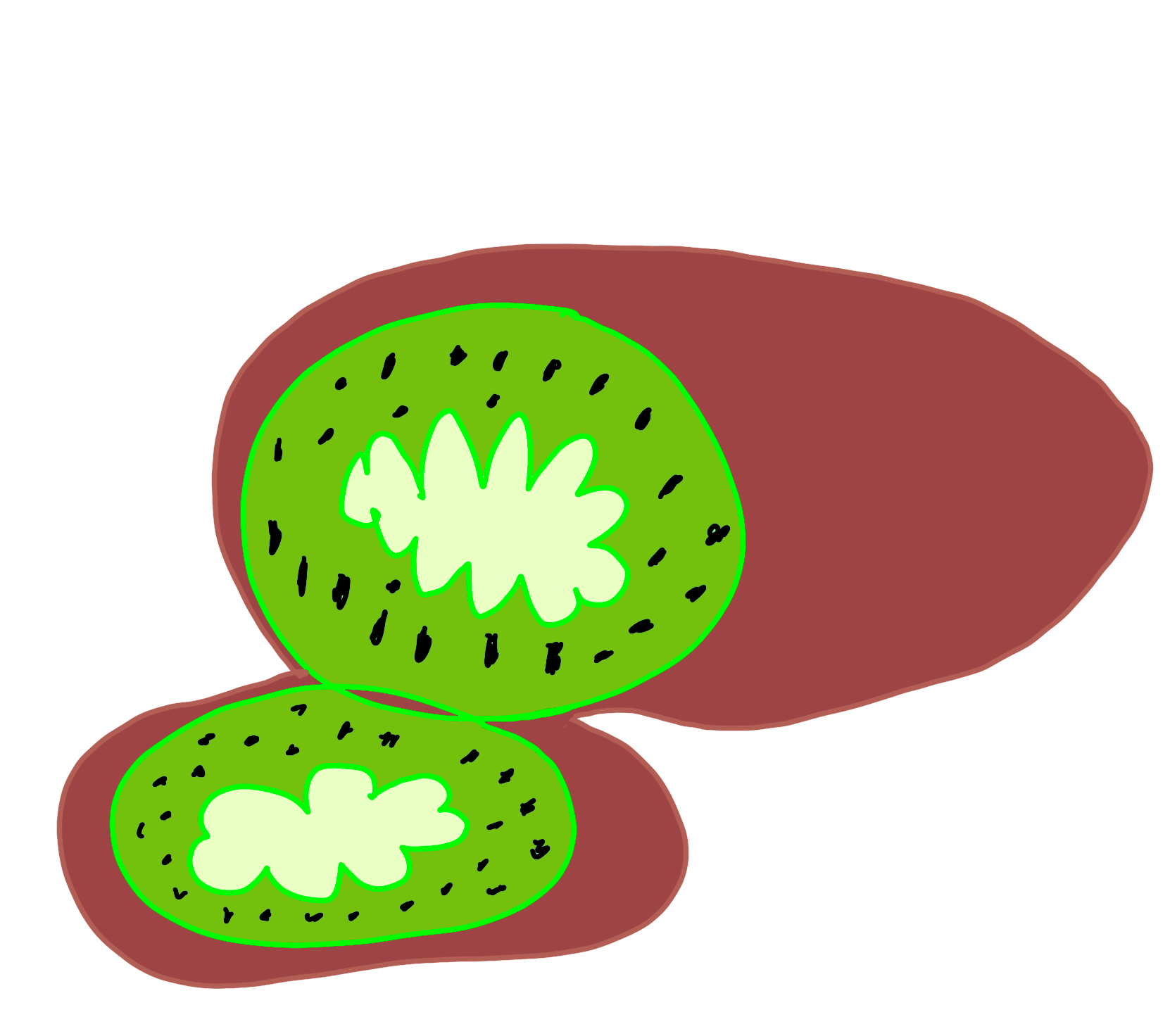 Un kiwi (le fruit, pas l’oiseau) en couleur.