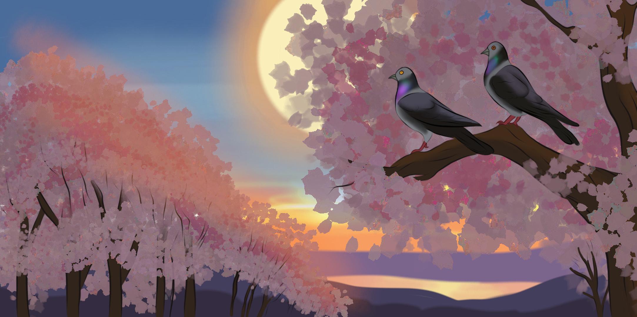 A pigeon couple watch the sunset together. Since they’re on cherry blossoms, this must be in Japan.