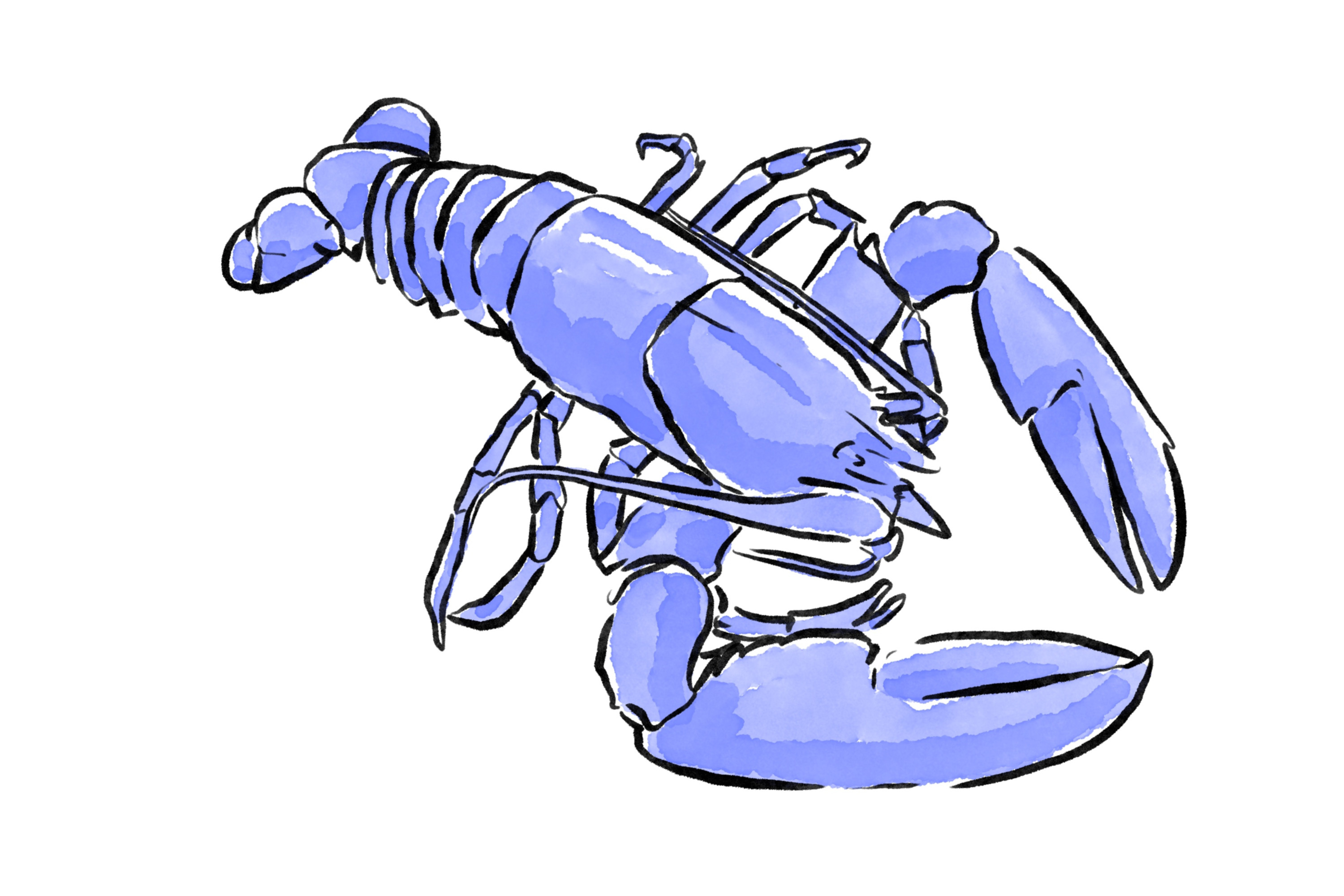 Homard bleu en aquarelle.