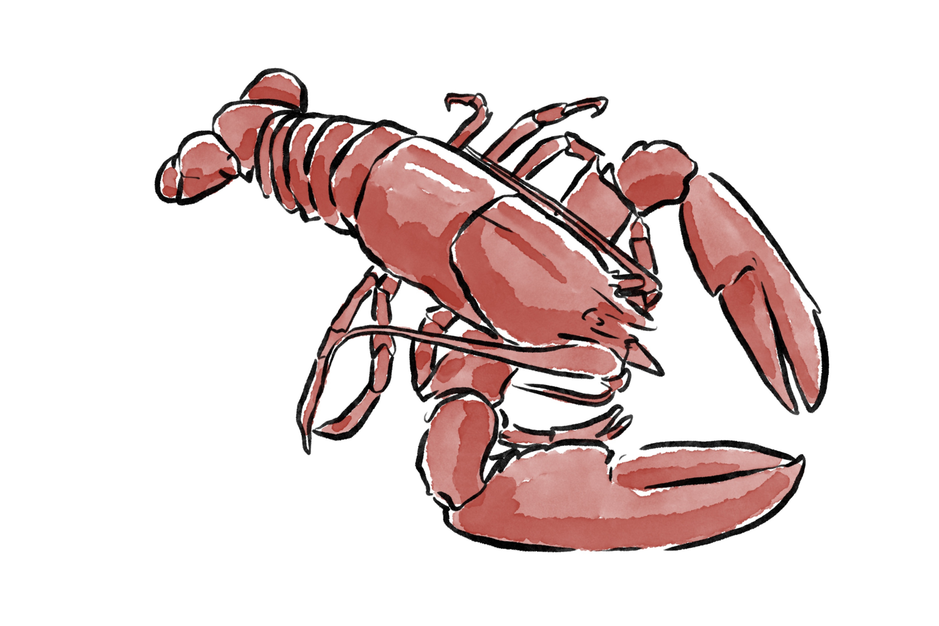 Homard rouge en aquarelle.