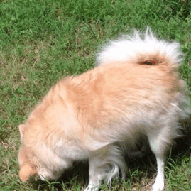 Puppet rolling on the ground