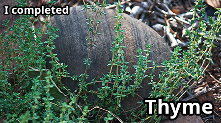 thyme.png