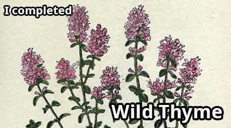 wild-thyme.png