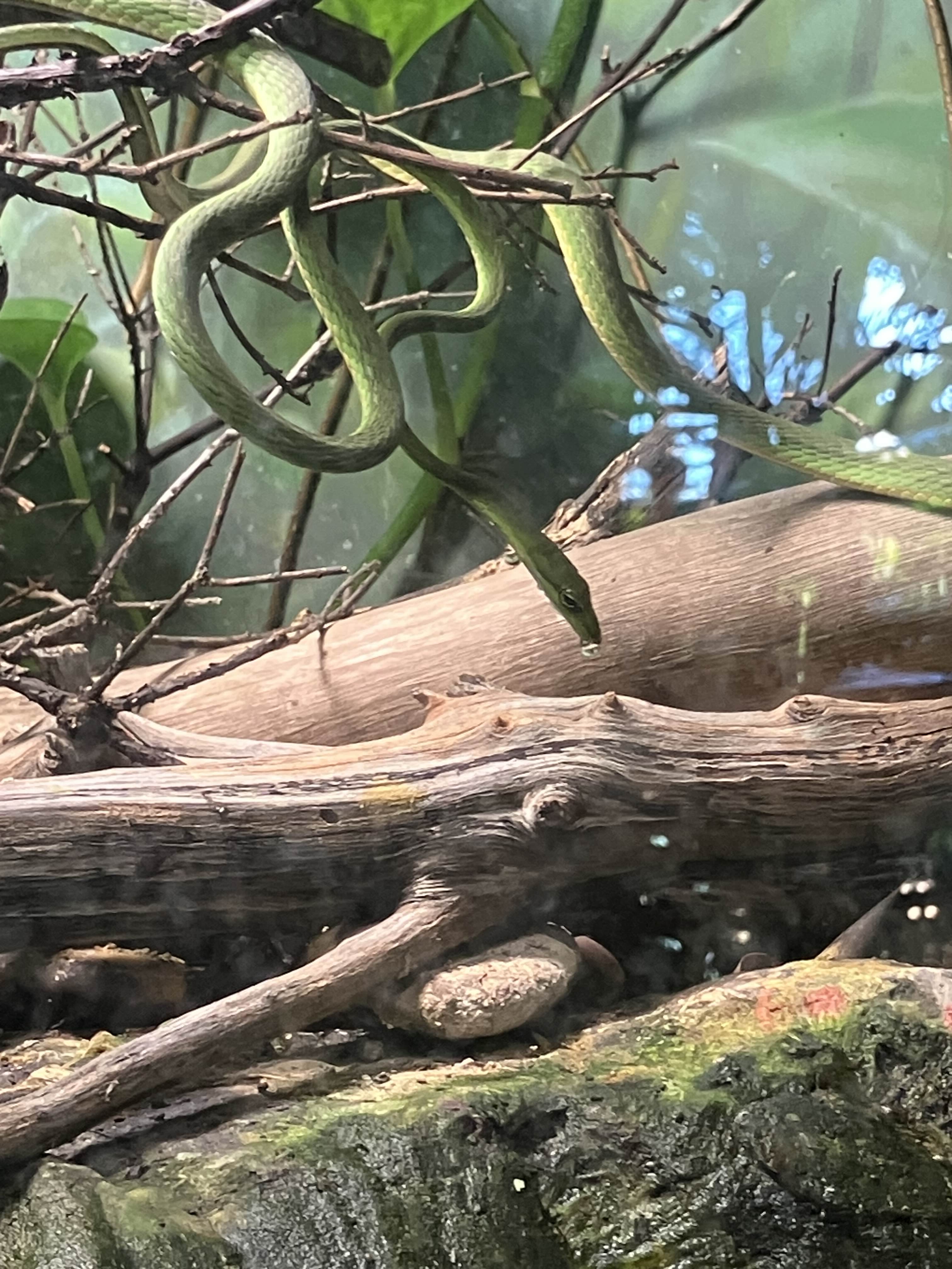 we got to watch this little guy hunt for a bit(tiny guppies)