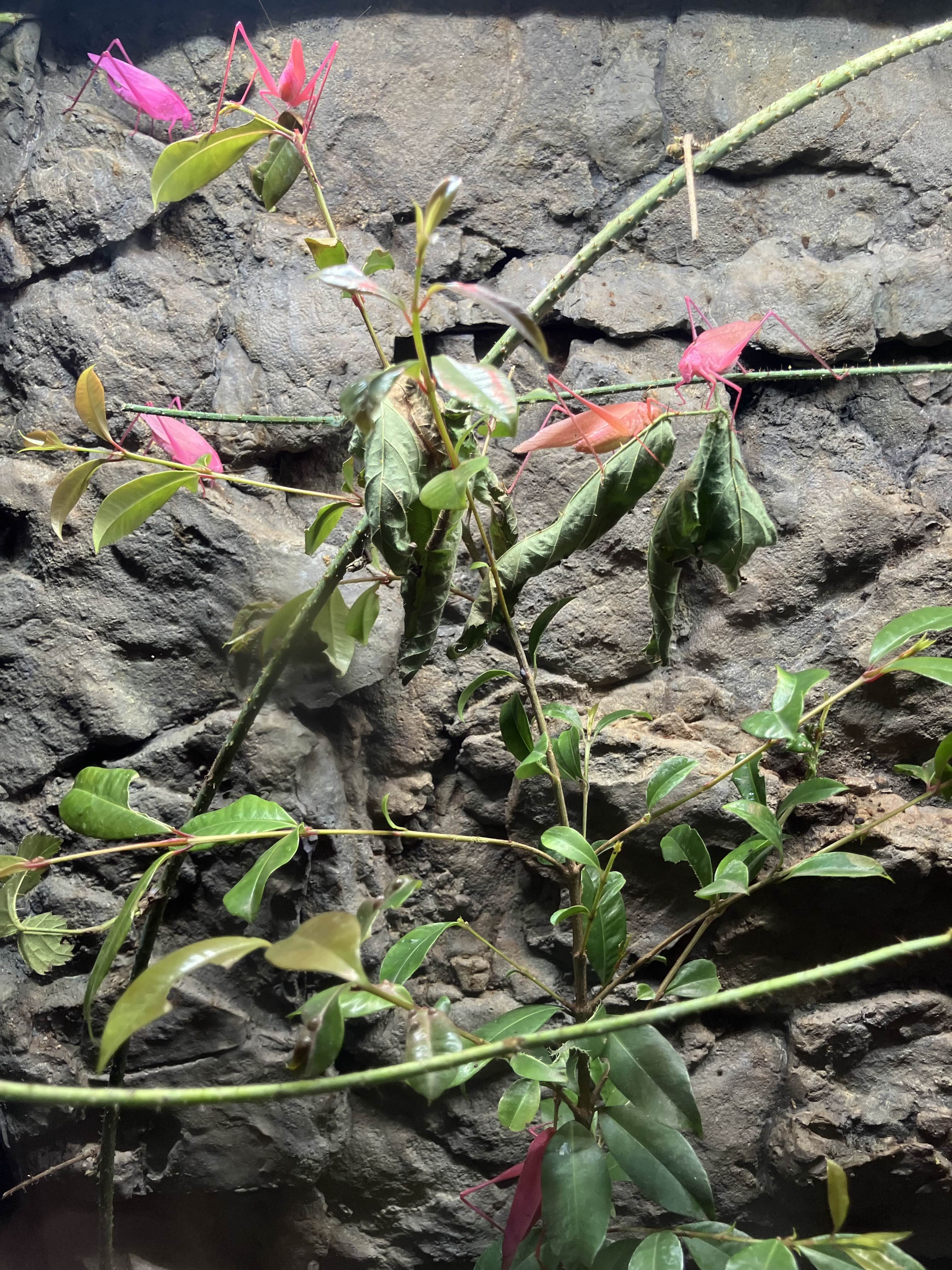 katydids, all pretty in pink