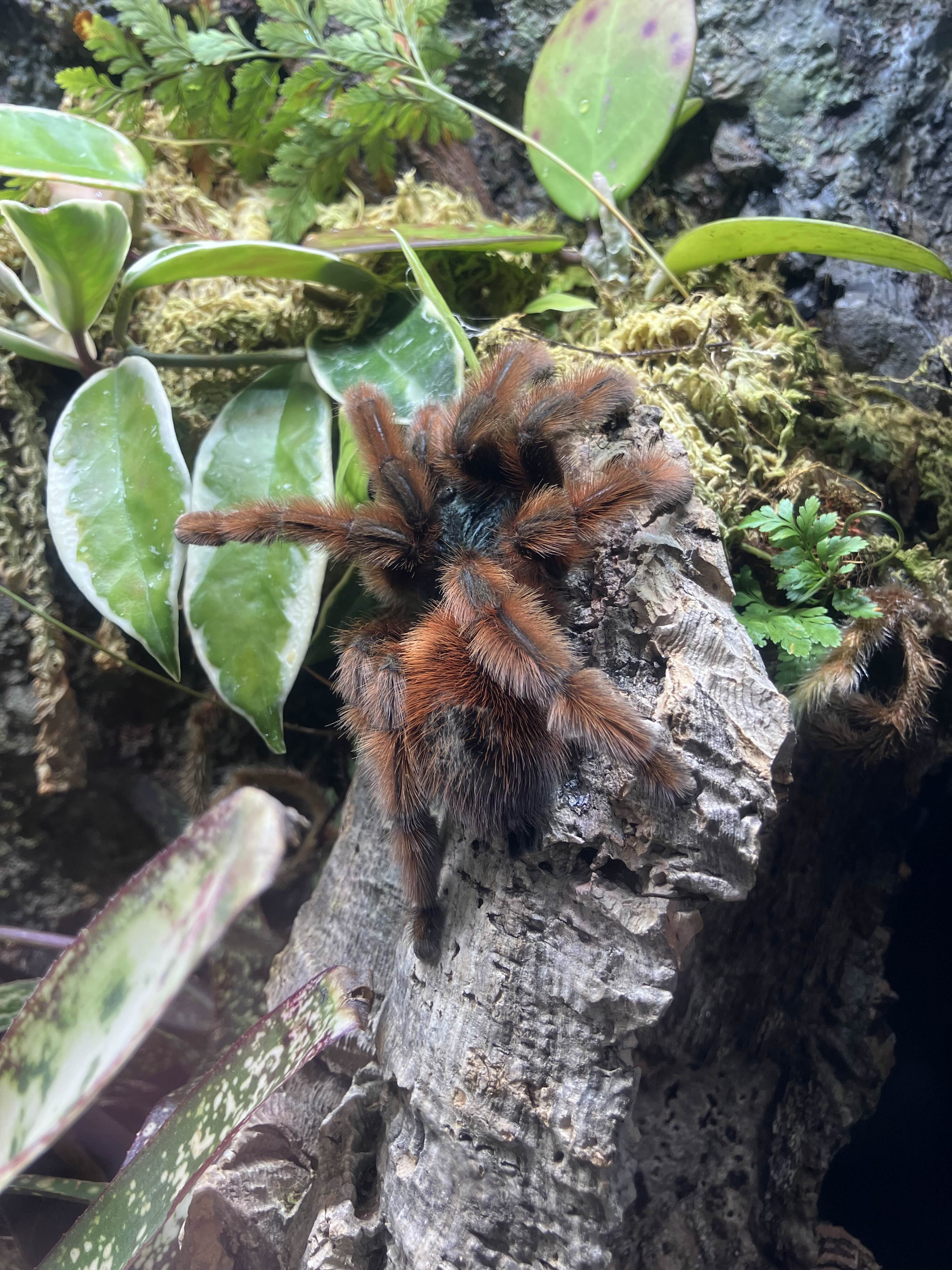 caribena versicolor or the antilles pinktoe