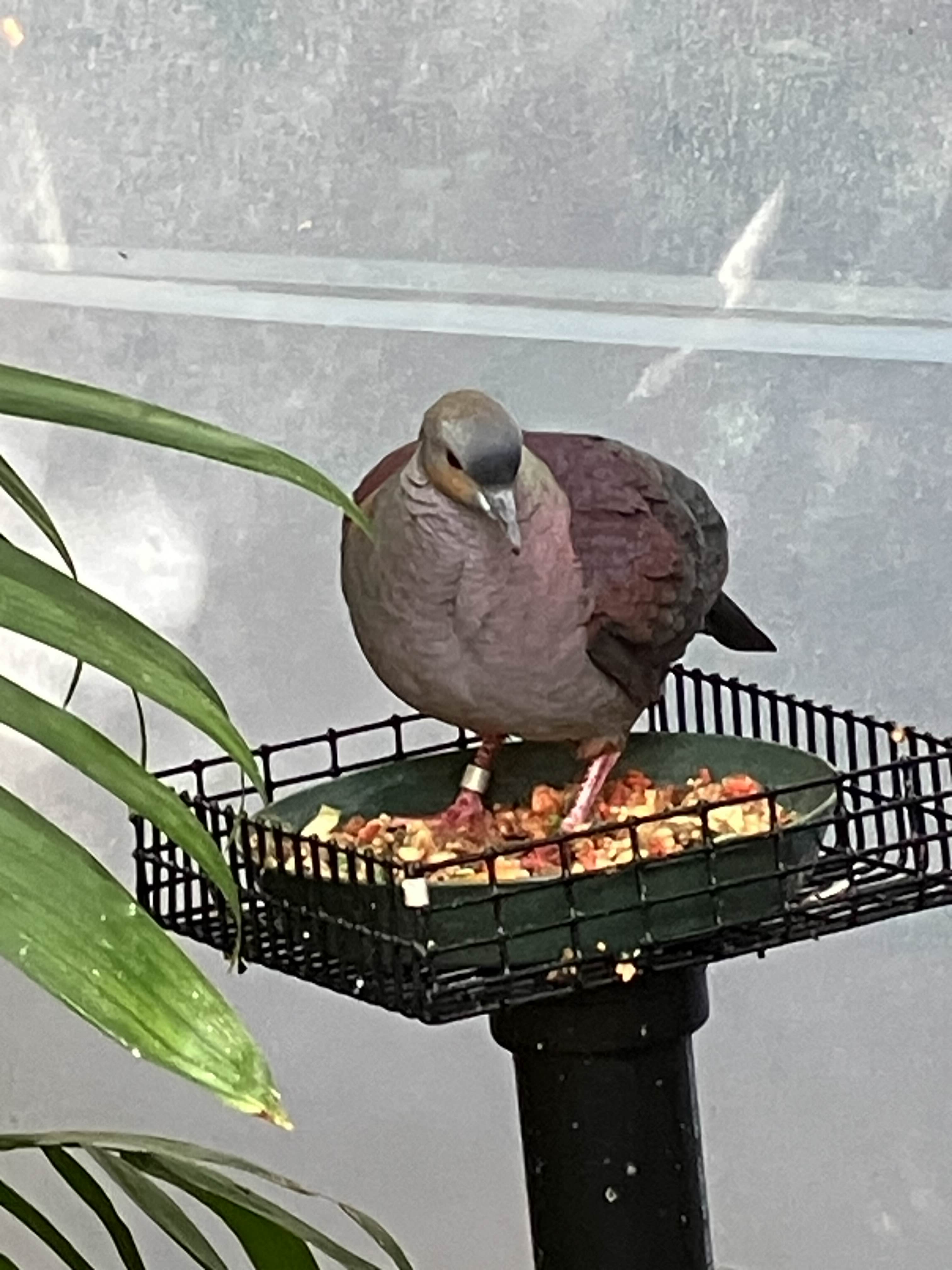 a beautiful quail-dove.... one of my favorites!