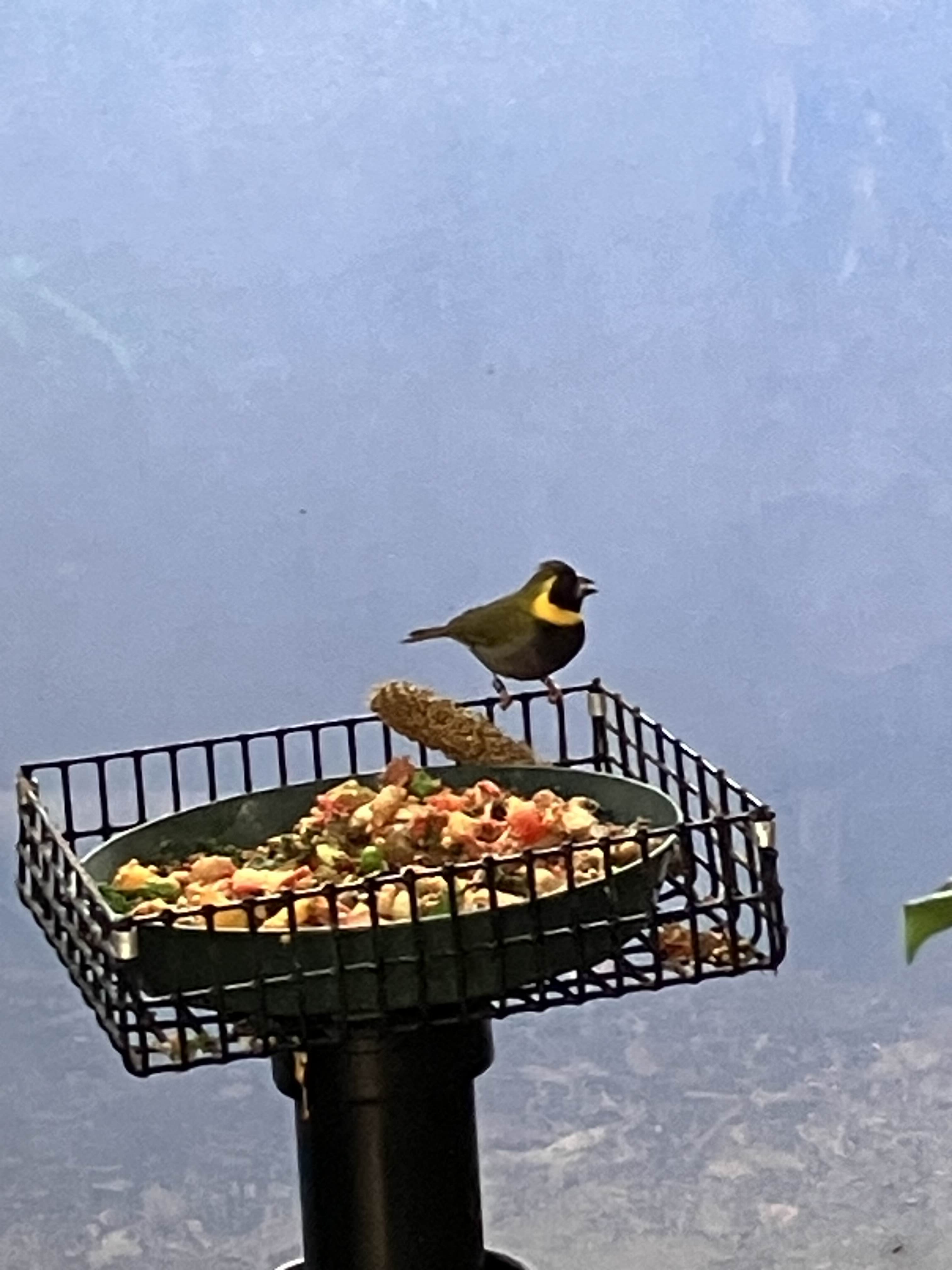 eating his grains...