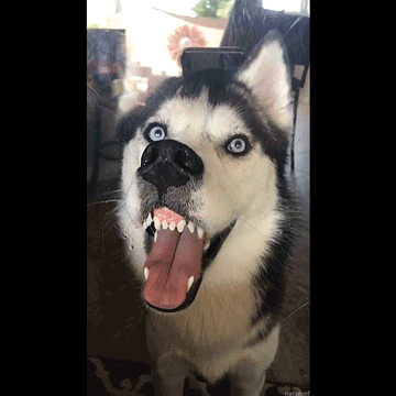 Dog and a window
