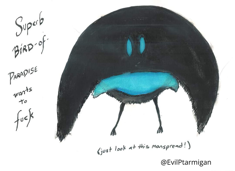 Watercolor by Dragonfire42. It shows a Superb Bird of Paradise in its unique mating dance stance, with stark back feathers in the shape of an oval, with small bright blue eyes and bright blue feathers around the chest. The words around the watercolor bird state 'Superb Bird of Paradise Wants to Fuck. Just look at this manspread. @EvilPtarmigan'