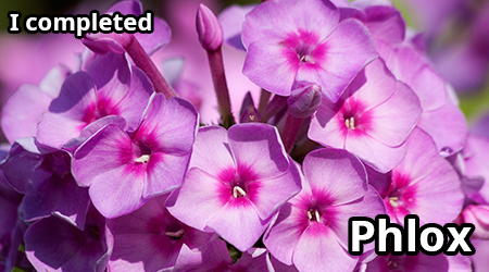 phlox.png