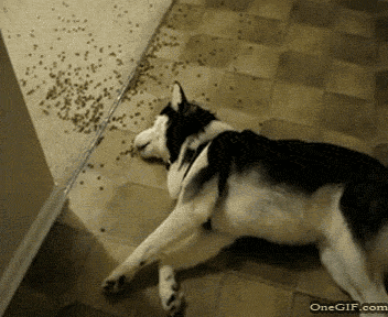 Lazy dog eating while laying down