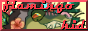 dutchbutton2