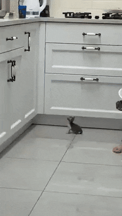 Kitty hopping and can’t reach