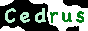 cedrus button