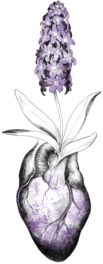 Black, white, and purple illustration of a hyacinth growing from a heart. Drawn by lalamilali.