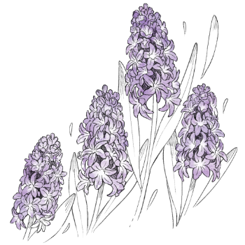 Black, white, and purple illustration of hyacinths. Drawn by lalamilali.